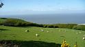 P1010154- Le bristol channel non loin de Porlock weir